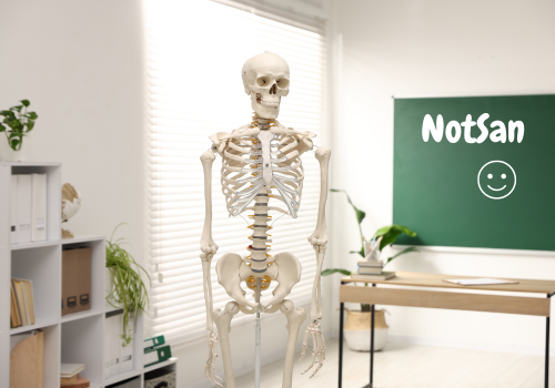 Skelett aus Plastik im Unterrichtssaal